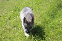 AKC VITA, a female Siberian Husky for sale in Monticello, WI – 4 of 8