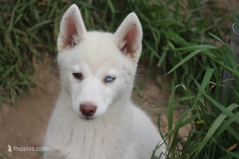 AKC RINA – Siberian Husky puppy for sale in Monticello, WI