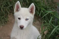 AKC RINA, a female Siberian Husky for sale in Monticello, WI – 2 of 10