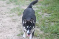 AKC REMI, a female Siberian Husky for sale in Monticello, WI – 4 of 10