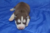 AKC ASTRA, a female Siberian Husky for sale in Monticello, WI – Photo 1 of 5