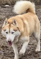 AKC ASTRA, a female Siberian Husky for sale in Monticello, WI – Photo 4 of 5