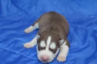 AKC ASTRA, a female Siberian Husky for sale in Monticello, WI – Photo 2 of 5