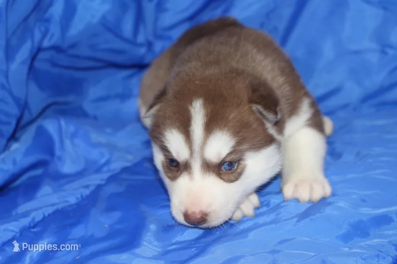 AKC ASTRA – Siberian Husky puppy for sale in Monticello, WI
