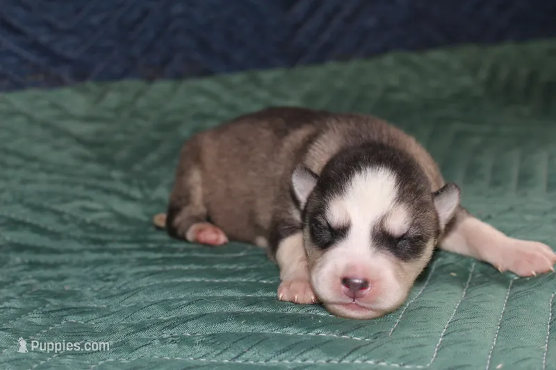 AKC SPIKE – Siberian Husky puppy for sale in Monticello, WI