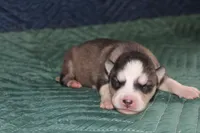 AKC SPIKE, a male Siberian Husky for sale in Monticello, WI – 1 of 6