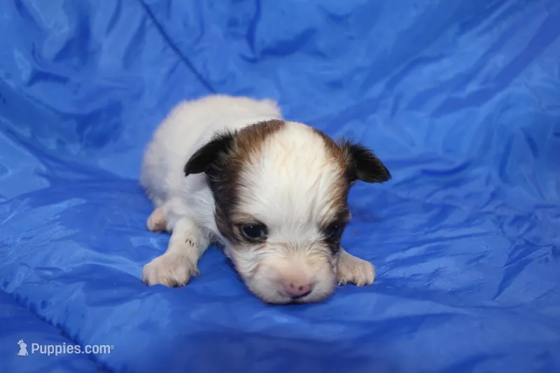 AKC ROLLO – Papillon puppy for sale in Monticello, WI