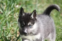AKC VERA, a female Siberian Husky for sale in Monticello, WI – 3 of 10