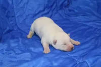 AKC ROXIE, a female Siberian Husky for sale in Monticello, WI – Photo 2 of 4