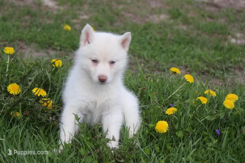 AKC RILEY – Siberian Husky puppy for sale in Monticello, WI