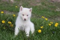 AKC RILEY, a female Siberian Husky for sale in Monticello, WI – Photo 5 of 6