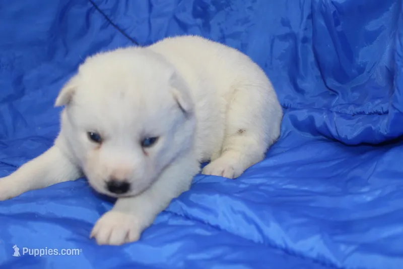 AKC ROXIE – Siberian Husky puppy for sale in Monticello, WI