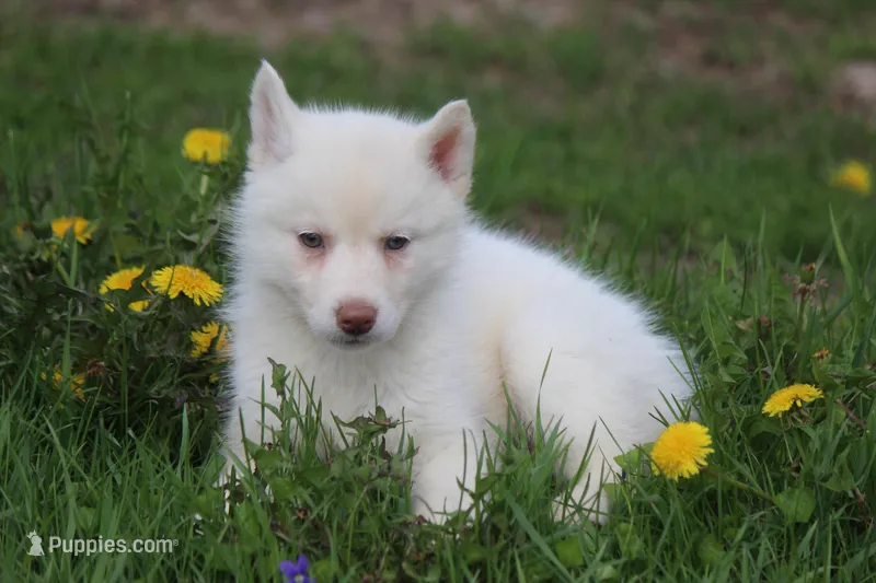 AKC RILEY – Siberian Husky puppy for sale in Monticello, WI