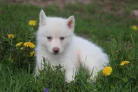 AKC RILEY, a female Siberian Husky for sale in Monticello, WI – Photo 1 of 6