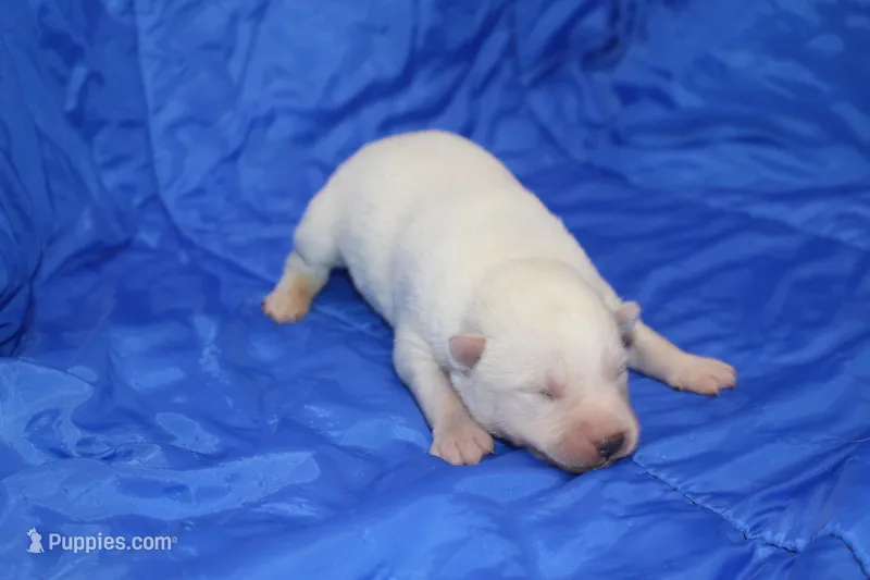 AKC ROXIE – Siberian Husky puppy for sale in Monticello, WI