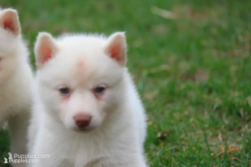 AKC ROXIE – Siberian Husky puppy for sale in Monticello, WI