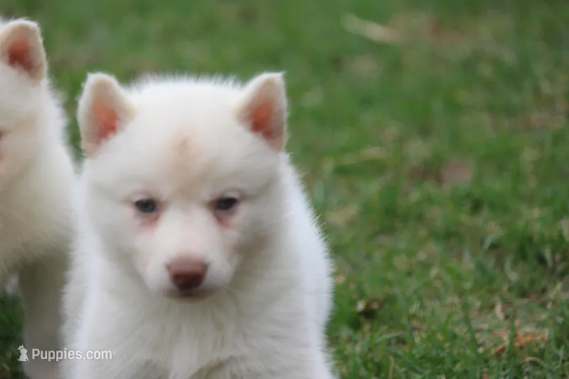 AKC ROXIE – Siberian Husky puppy for sale in Monticello, WI