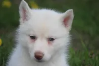 AKC RILEY, a female Siberian Husky for sale in Monticello, WI – Photo 3 of 6