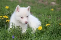 AKC RILEY, a female Siberian Husky for sale in Monticello, WI – Photo 6 of 6