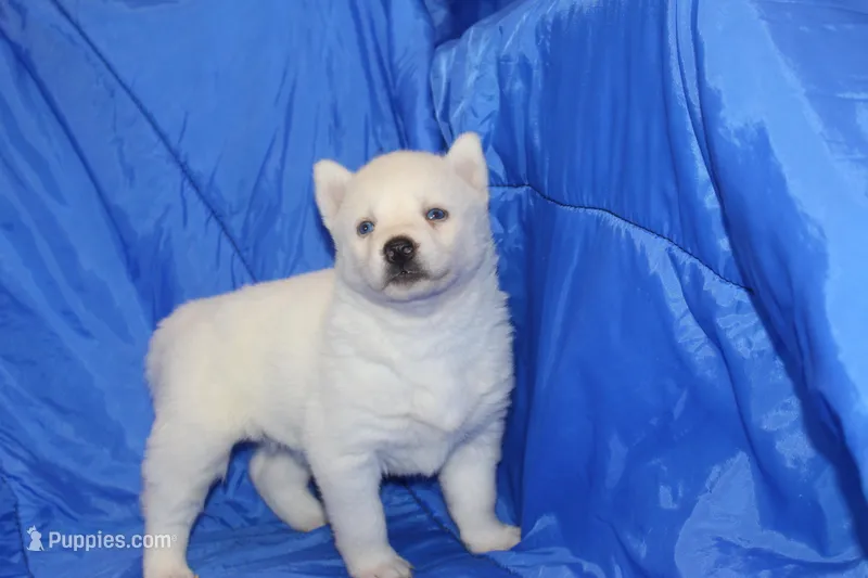 AKC ROXIE – Siberian Husky puppy for sale in Monticello, WI