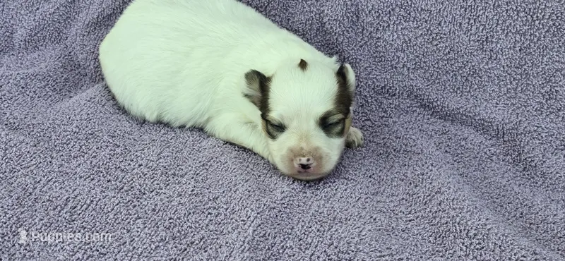 AKC NELLIE – Papillon puppy for sale in Monticello, WI