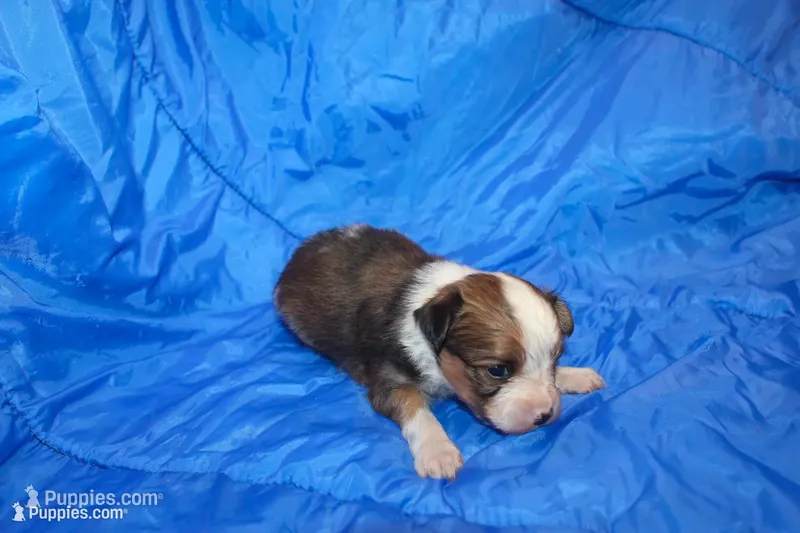 AKC RIGBY – Papillon puppy for sale in Monticello, WI