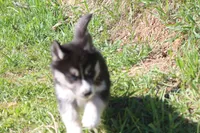 AKC KIKO, a male Siberian Husky for sale in Monticello, WI – 3 of 5