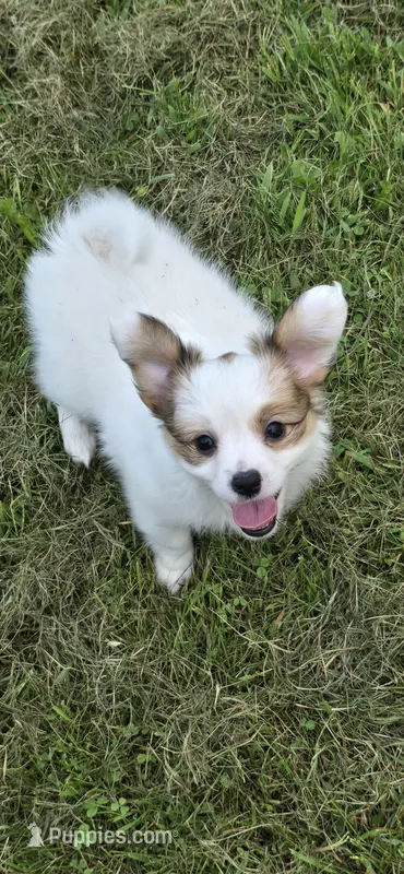 AKC NELLIE – Papillon puppy for sale in Monticello, WI