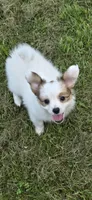 AKC NELLIE, a female Papillon for sale in Monticello, WI – 3 of 8