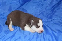 AKC ABBA, a female Siberian Husky for sale in Monticello, WI – Photo 3 of 5