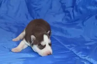 AKC ABBA, a female Siberian Husky for sale in Monticello, WI – Photo 2 of 5