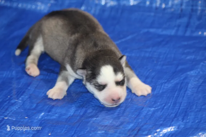 AKC ADDIE – Siberian Husky puppy for sale in Monticello, WI