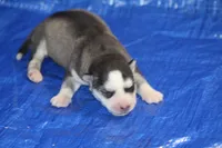 AKC ADDIE, a female Siberian Husky for sale in Monticello, WI – 1 of 7