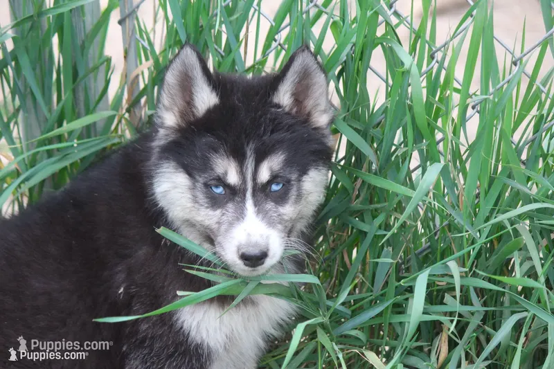 AKC KIKO – Siberian Husky puppy for sale in Monticello, WI