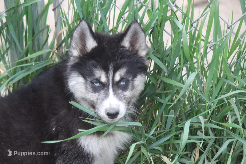 AKC KIKO – Siberian Husky puppy for sale in Monticello, WI