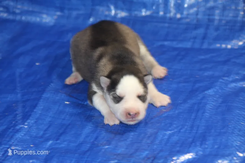 AKC ASTRA – Siberian Husky puppy for sale in Monticello, WI