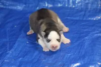 AKC ASTRA, a female Siberian Husky for sale in Monticello, WI – 1 of 7