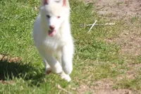AKC RILEY, a female Siberian Husky for sale in Monticello, WI – 3 of 6