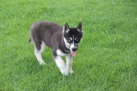 AKC REMI, a female Siberian Husky for sale in Monticello, WI – 8 of 10