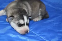 AKC KEVIN, a male Siberian Husky for sale in Monticello, WI – Photo 3 of 6