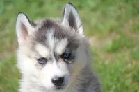 AKC KEVIN, a male Siberian Husky for sale in Monticello, WI – Photo 2 of 10