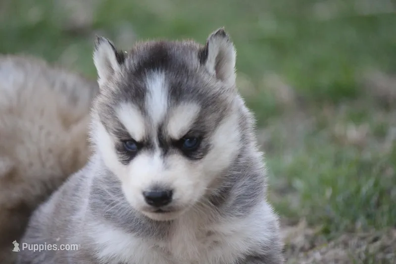 AKC KEVIN – Siberian Husky puppy for sale in Monticello, WI