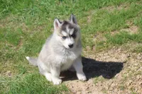 AKC KEVIN, a male Siberian Husky for sale in Monticello, WI – Photo 4 of 10