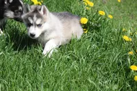 AKC KEVIN, a male Siberian Husky for sale in Monticello, WI – Photo 5 of 10