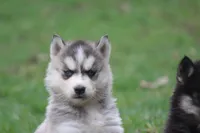 AKC KEVIN, a male Siberian Husky for sale in Monticello, WI – Photo 8 of 10
