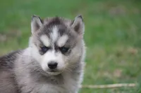 AKC KEVIN, a male Siberian Husky for sale in Monticello, WI – Photo 7 of 10