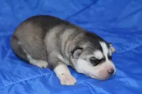 AKC KEVIN, a male Siberian Husky for sale in Monticello, WI – Photo 2 of 6