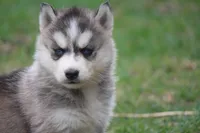 AKC KEVIN, a male Siberian Husky for sale in Monticello, WI – Photo 6 of 10