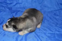 AKC KEVIN, a male Siberian Husky for sale in Monticello, WI – Photo 4 of 6