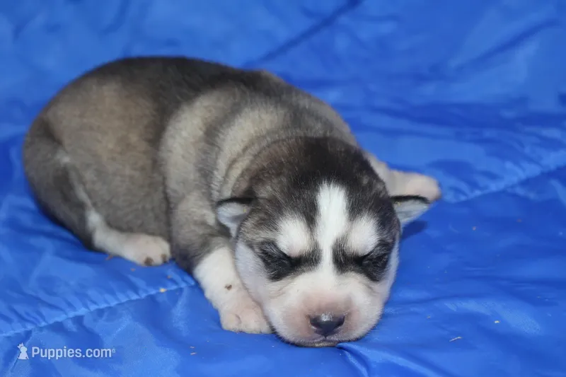 AKC KEVIN – Siberian Husky puppy for sale in Monticello, WI